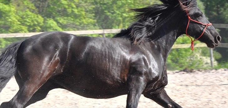 Frieser Kamma af Lysholm Solgt  - LÆKKER SAG!<33333 [Minna] billede 14