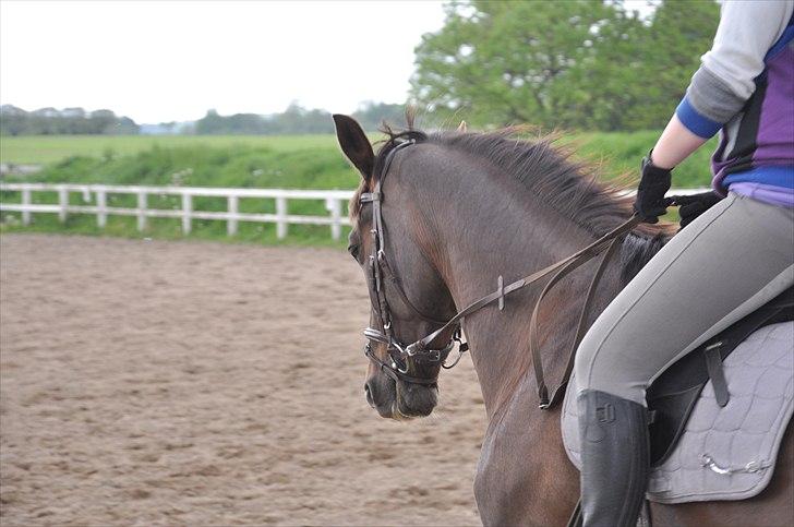 Hollandsk Varmblod Sitera billede 12