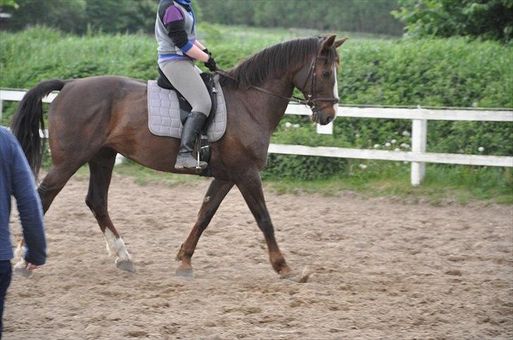 Hollandsk Varmblod Sitera billede 13