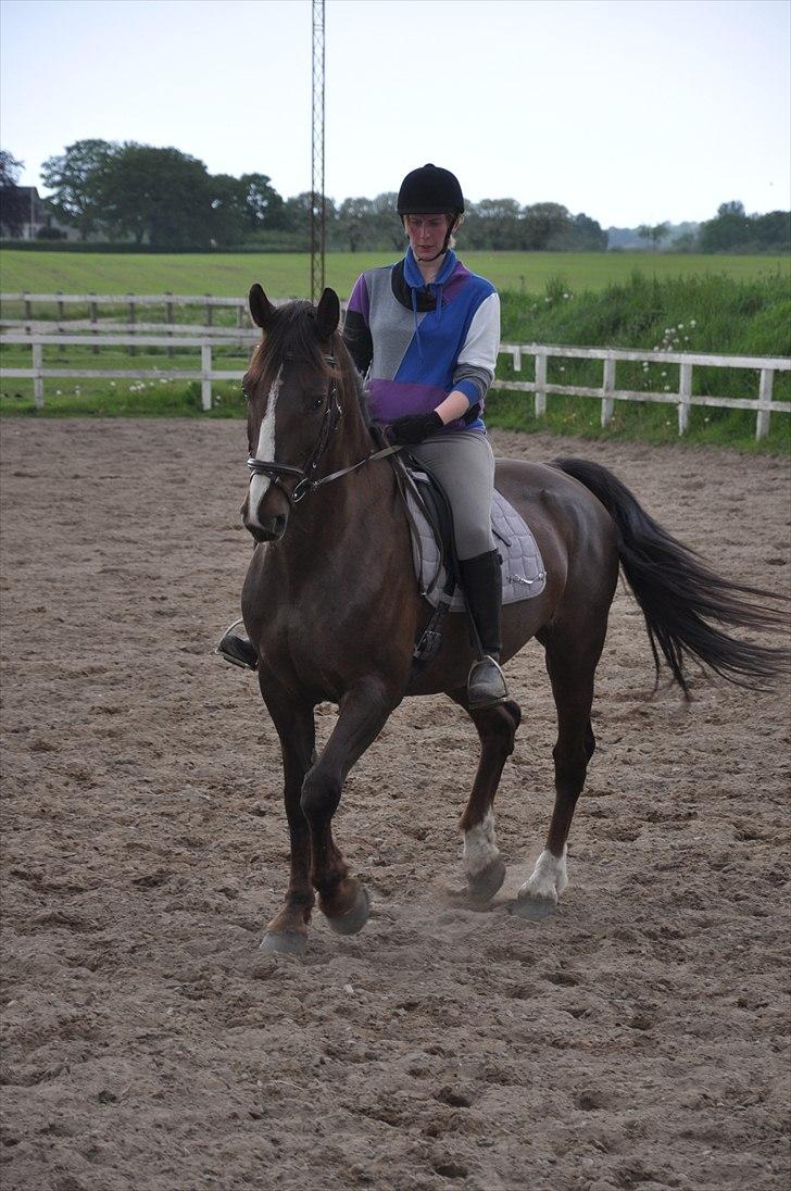 Hollandsk Varmblod Sitera billede 14