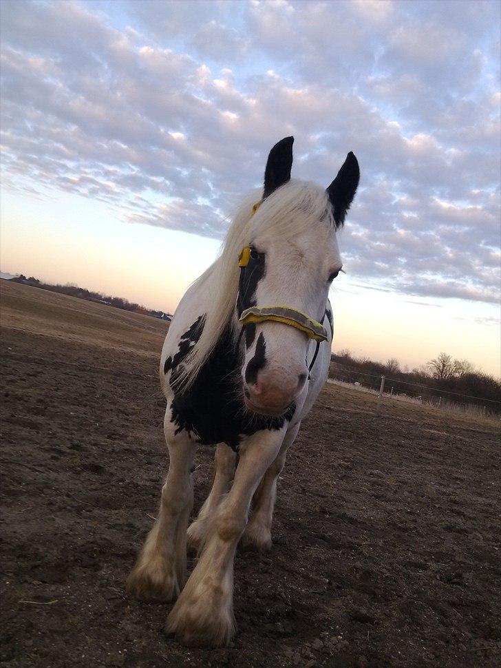 Tinker Nikitta <3 - Elsker dig! <3 billede 8