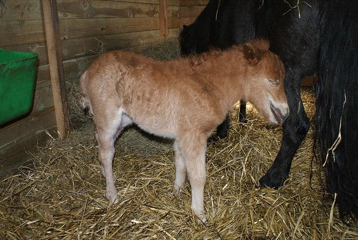 Shetlænder Freja R.I.P. billede 4