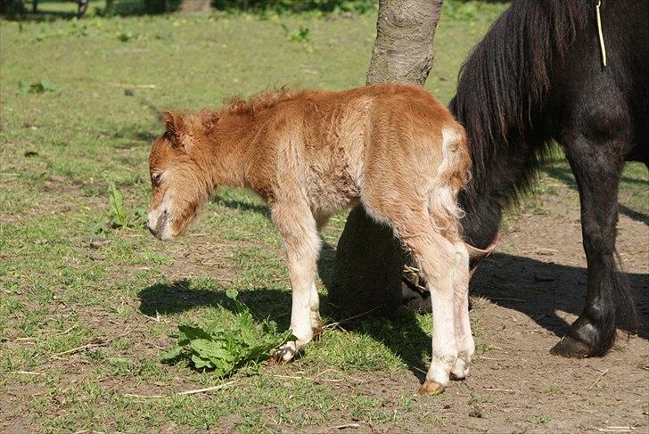 Shetlænder Freja R.I.P. billede 6