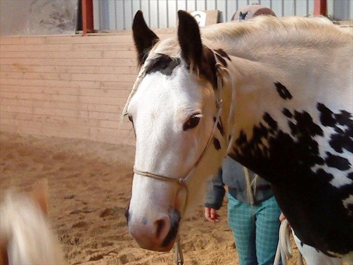 Tinker Nikitta <3 - ride lejr i 2009 på paradisgaarden  billede 11