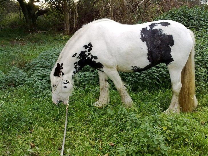 Tinker Nikitta <3 - På ridelejr i 2009
-paradis gården.
er ude og gå tur <3 billede 3