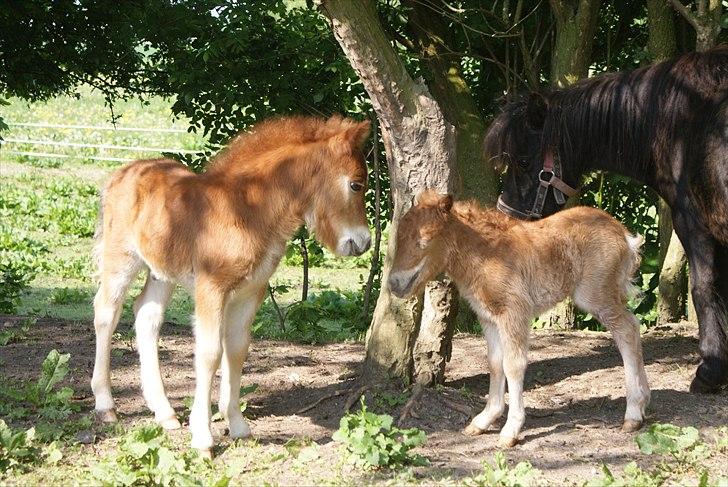 Shetlænder Freja R.I.P. - Freja og hendes halvbror ( de har samme far) billede 7