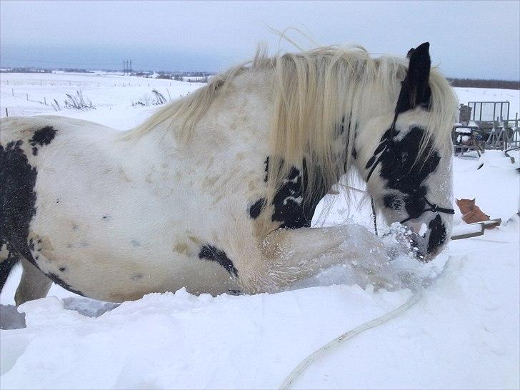 Tinker Nikitta <3 - Hygger i sneen! <3 billede 12