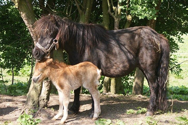Shetlænder Freja R.I.P. - En hyggestund i skyggen billede 8
