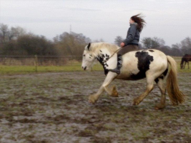 Tinker Nikitta <3 - Galop med tov om halsen <3 billede 14