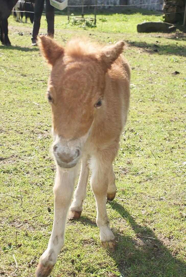 Shetlænder Freja R.I.P. billede 9