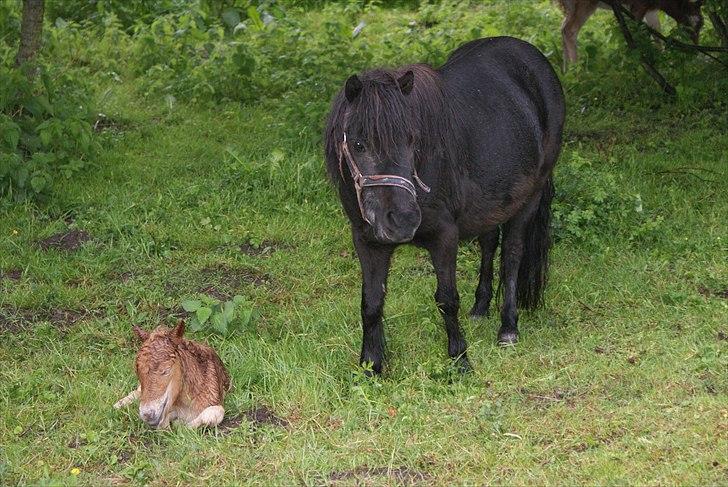 Shetlænder Freja R.I.P. billede 10