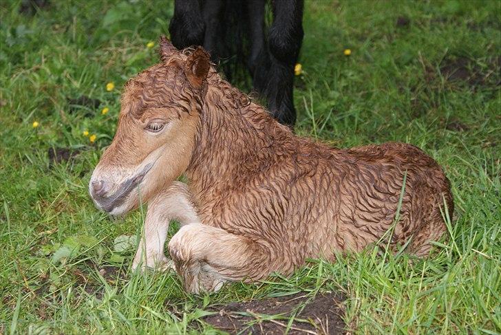 Shetlænder Freja R.I.P. billede 11
