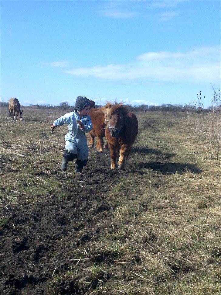 Shetlænder Fønix billede 19