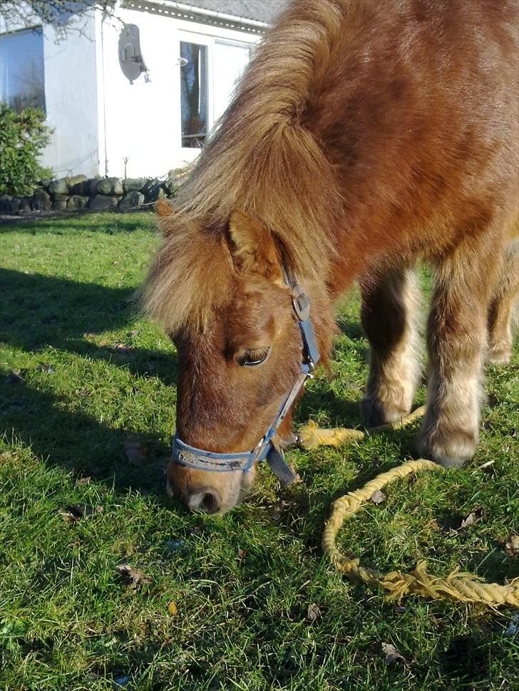 Shetlænder Fønix billede 20