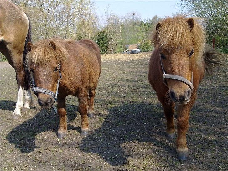 Shetlænder Freja billede 14