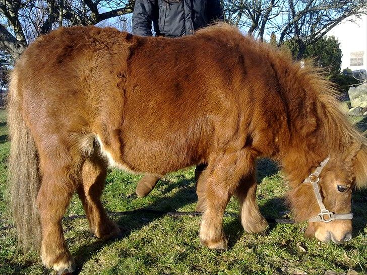 Shetlænder Freja billede 15