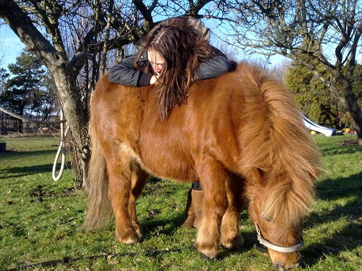 Shetlænder Freja billede 16