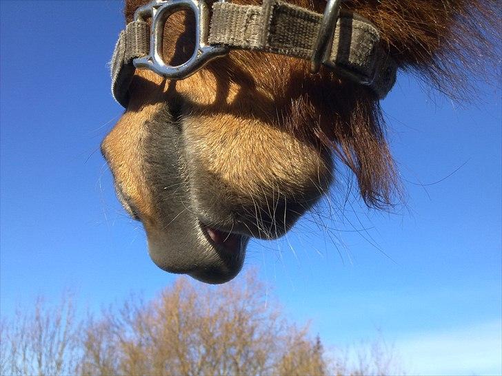 Shetlænder Freja billede 17