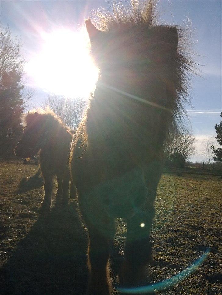 Shetlænder Freja billede 18