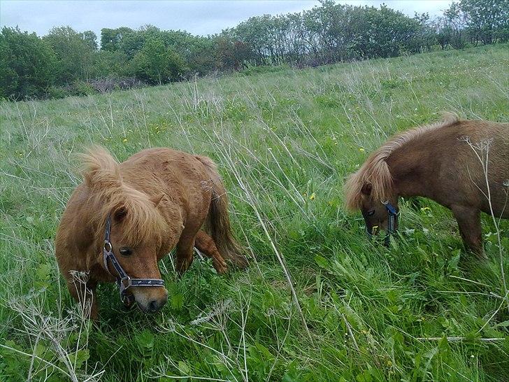 Shetlænder Freja billede 19