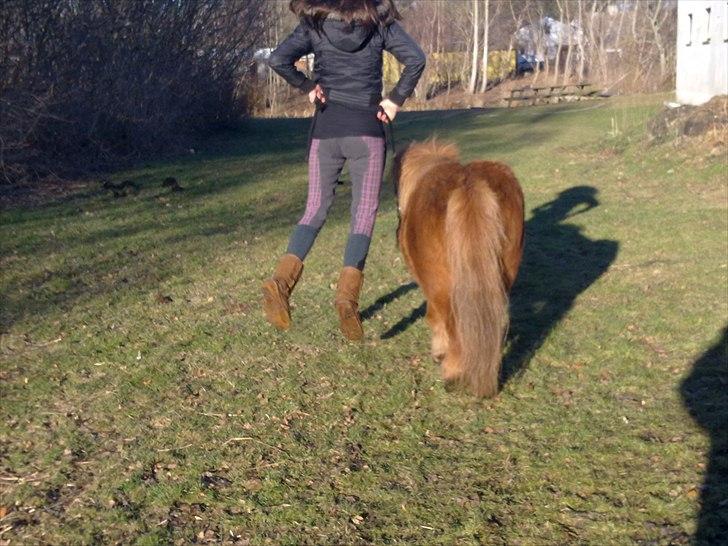 Shetlænder Freja billede 20