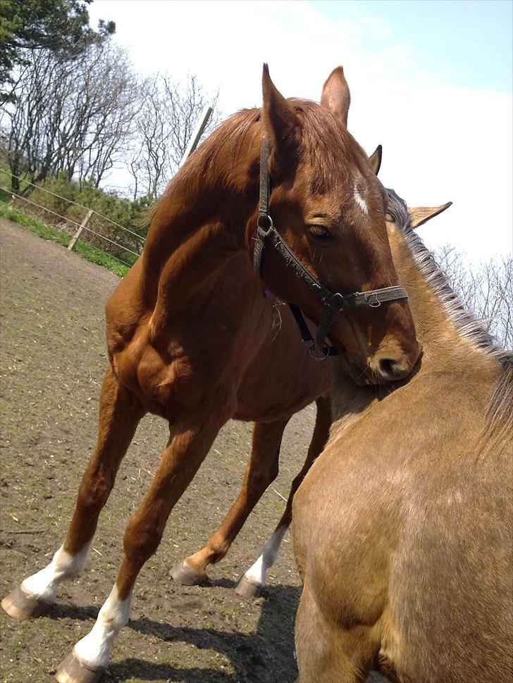 Dansk Varmblod Stronke (Aflivet :'(  ) billede 11