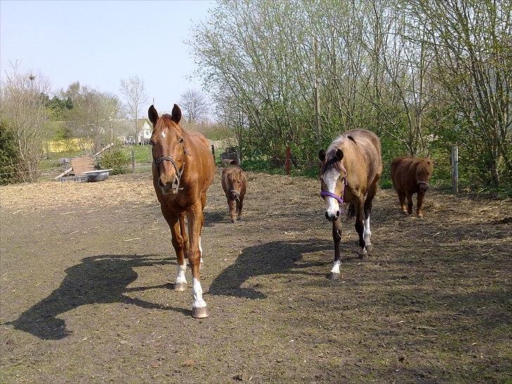 Dansk Varmblod Stronke (Aflivet :'(  ) billede 12