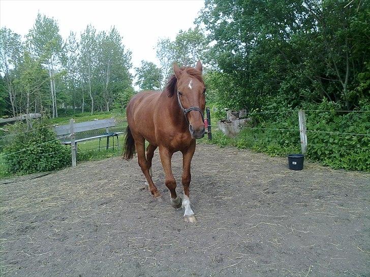 Dansk Varmblod Stronke (Aflivet :'(  ) billede 13