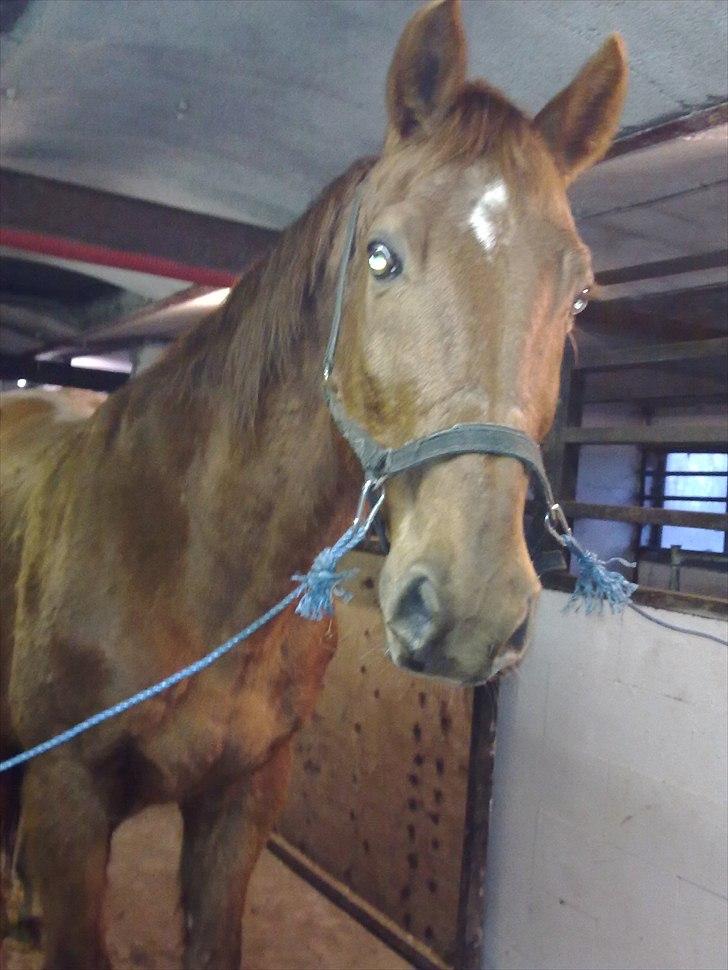 Dansk Varmblod Stronke (Aflivet :'(  ) billede 14