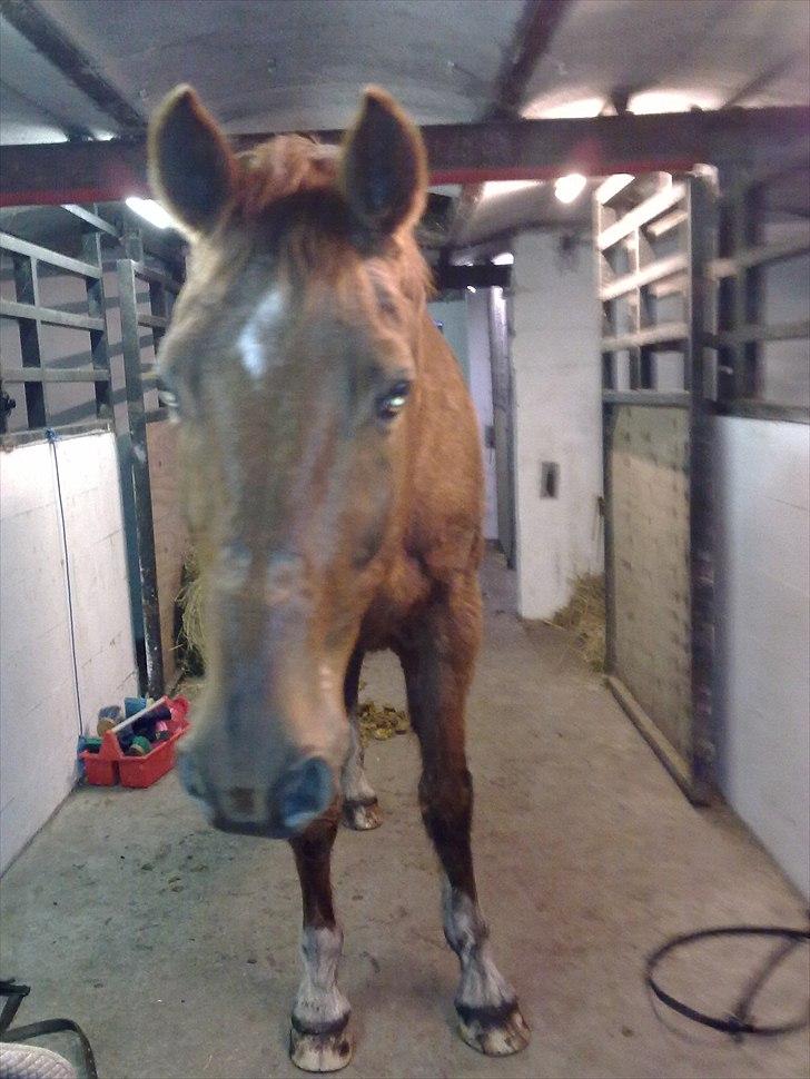 Dansk Varmblod Stronke (Aflivet :'(  ) billede 15