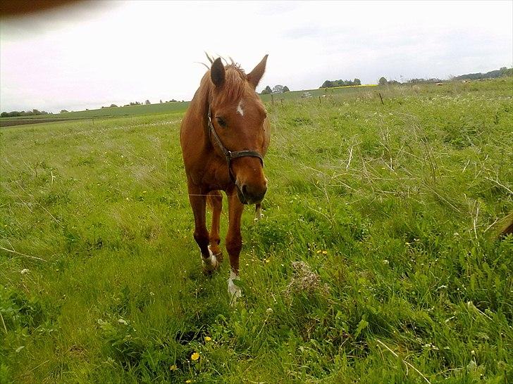 Dansk Varmblod Stronke (Aflivet :'(  ) billede 17