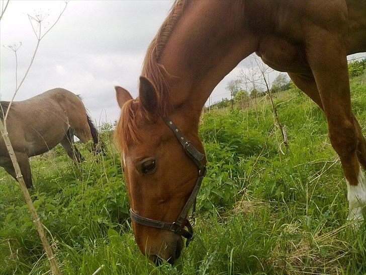 Dansk Varmblod Stronke (Aflivet :'(  ) billede 18