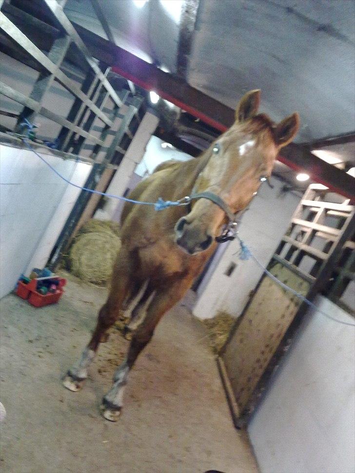 Dansk Varmblod Stronke (Aflivet :'(  ) billede 19