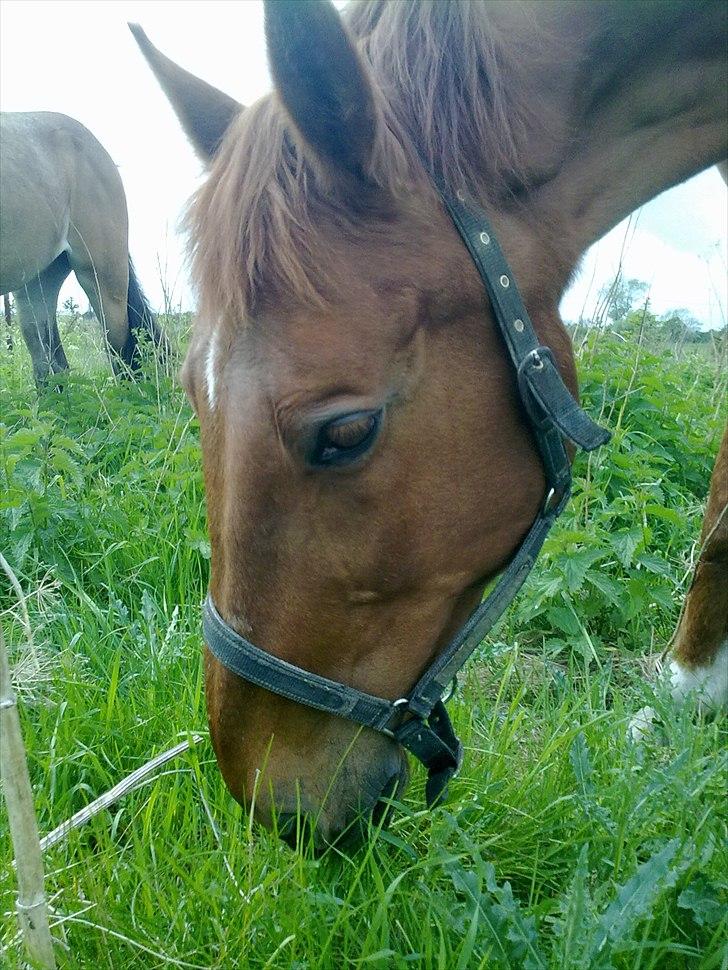 Dansk Varmblod Stronke (Aflivet :'(  ) billede 20