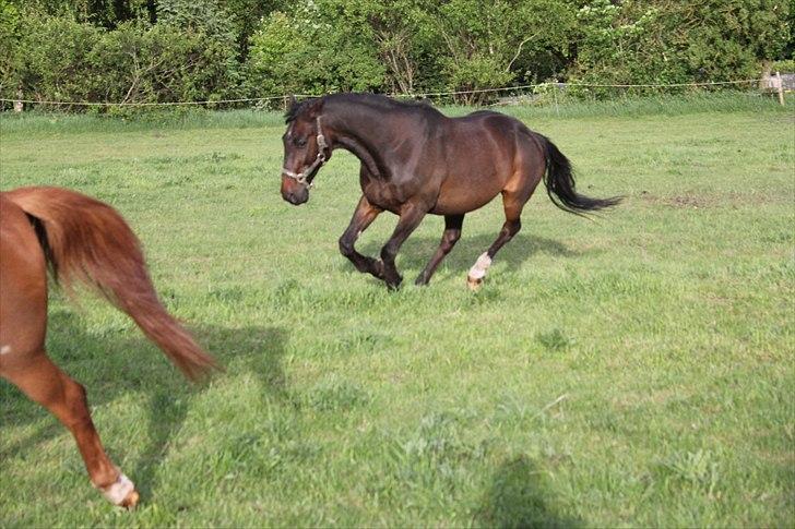 Traver Drau leber  R.I.P  billede 18