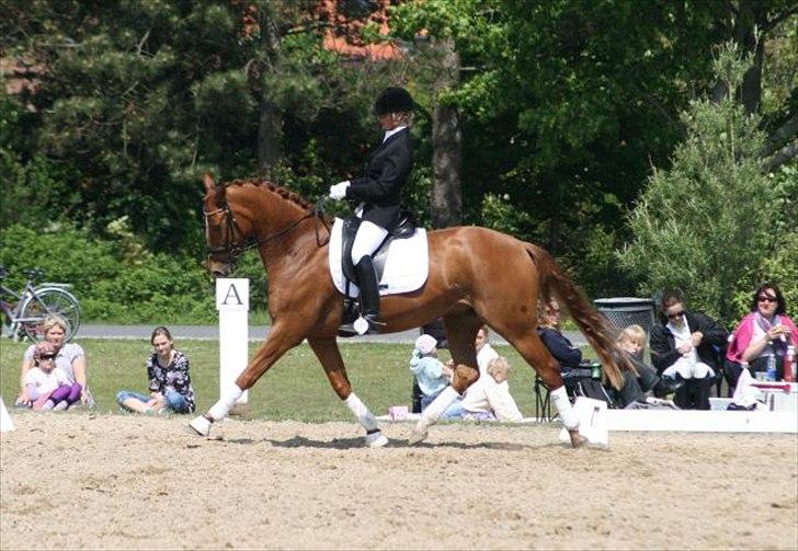 Hannoveraner Werber Welt..  billede 16