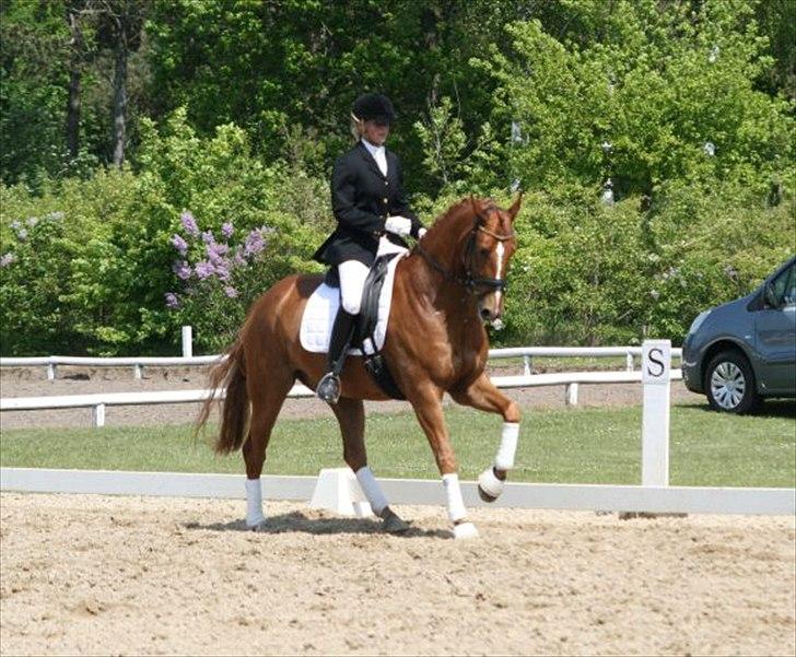 Hannoveraner Werber Welt..  billede 17