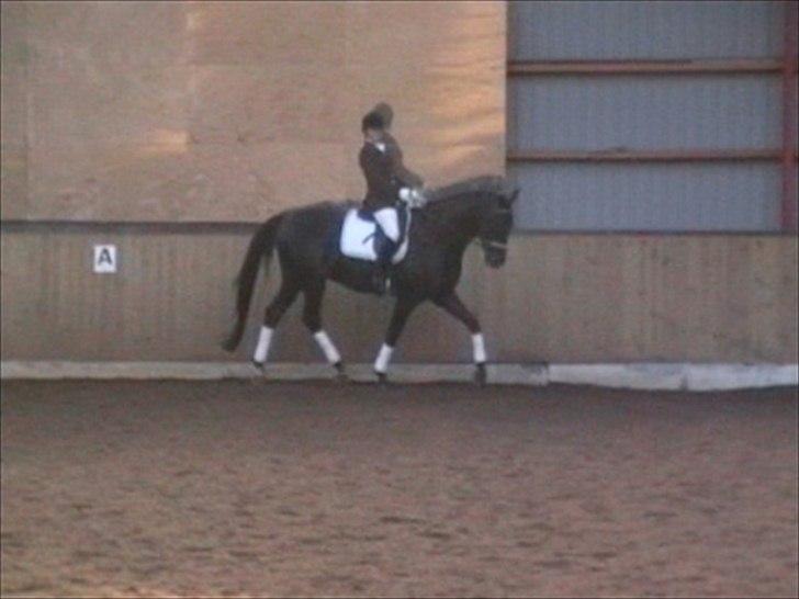 Tysk Oldenburger Gørklinkgårds Santana Hit billede 9