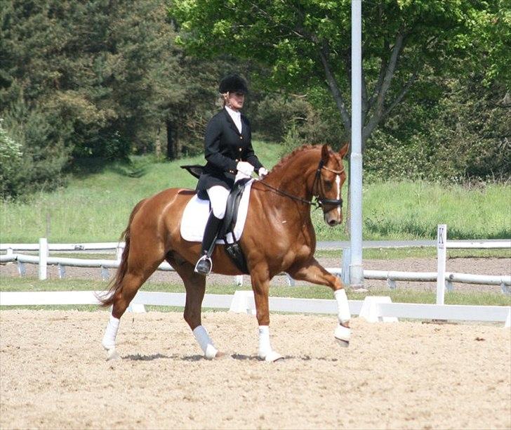 Hannoveraner Werber Welt..  billede 18