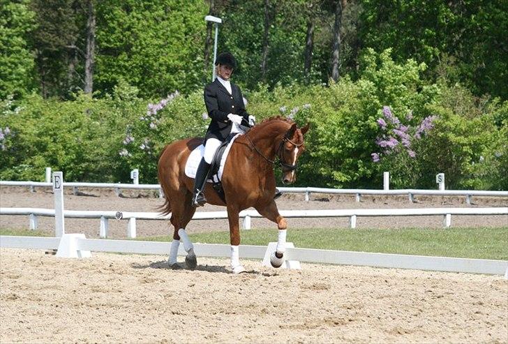 Hannoveraner Werber Welt..  billede 19