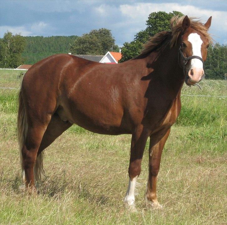 Welsh Cob (sec D) Pwllmelin Rhys - sommeren 2009 billede 1