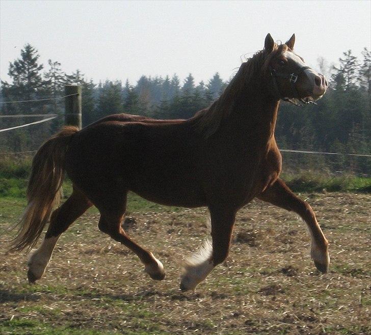 Welsh Cob (sec D) Pwllmelin Rhys - Rhys billede 2