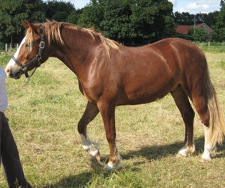 Welsh Cob (sec D) Pwllmelin Rhys - Rhys billede 3