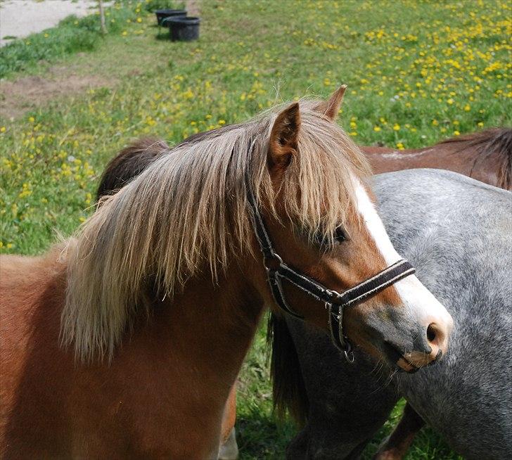 Welsh Mountain (sec A) Solbakken´s Eddie billede 8