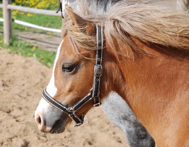 Welsh Mountain (sec A) Solbakken´s Eddie billede 9