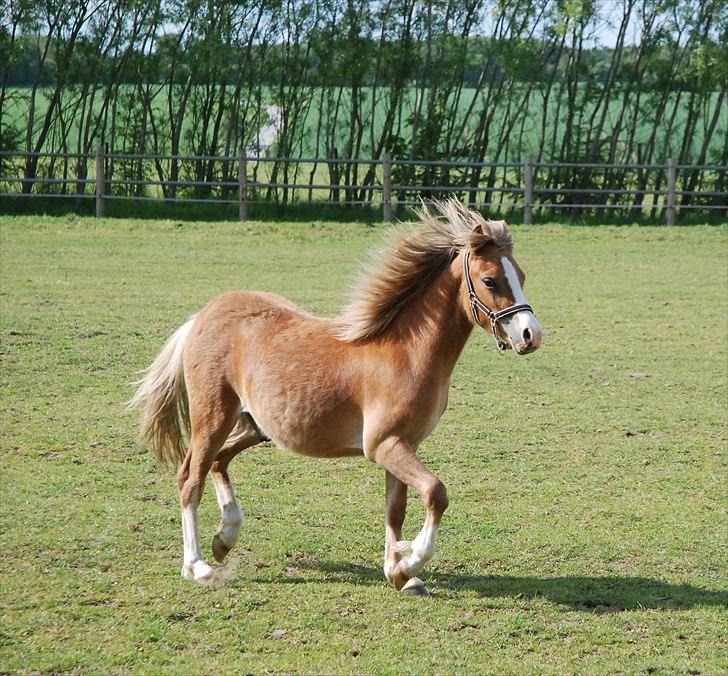 Welsh Mountain (sec A) Solbakken´s Eddie billede 10