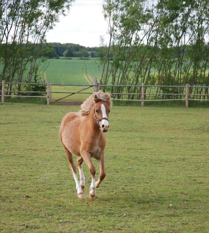 Welsh Mountain (sec A) Solbakken´s Eddie billede 11