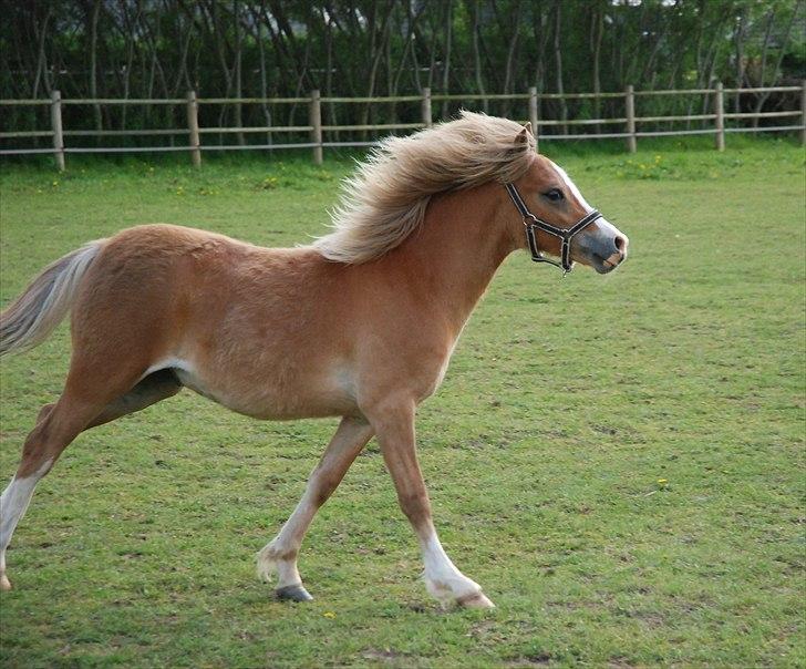 Welsh Mountain (sec A) Solbakken´s Eddie billede 13