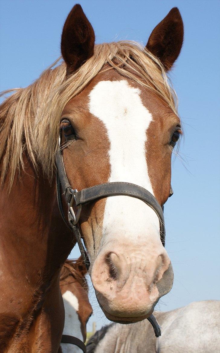 Welsh Cob (sec D) Pwllmelin Rhys - Rhys billede 4