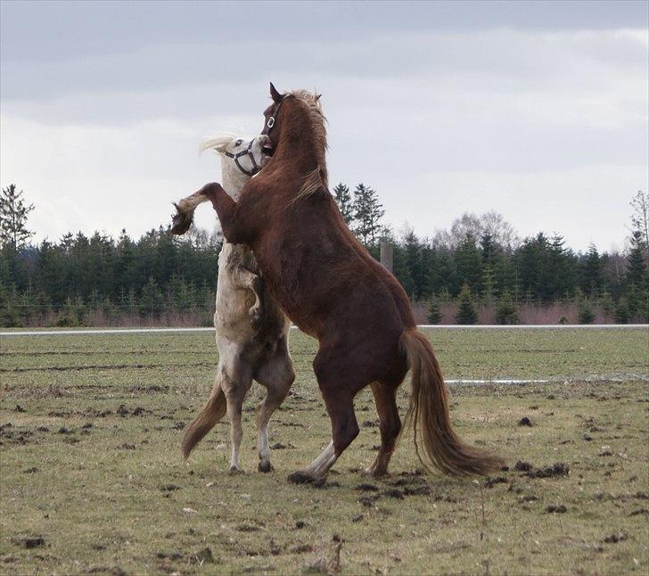 Welsh Cob (sec D) Pwllmelin Rhys - Rhys og candy Man foråret 2010 billede 5